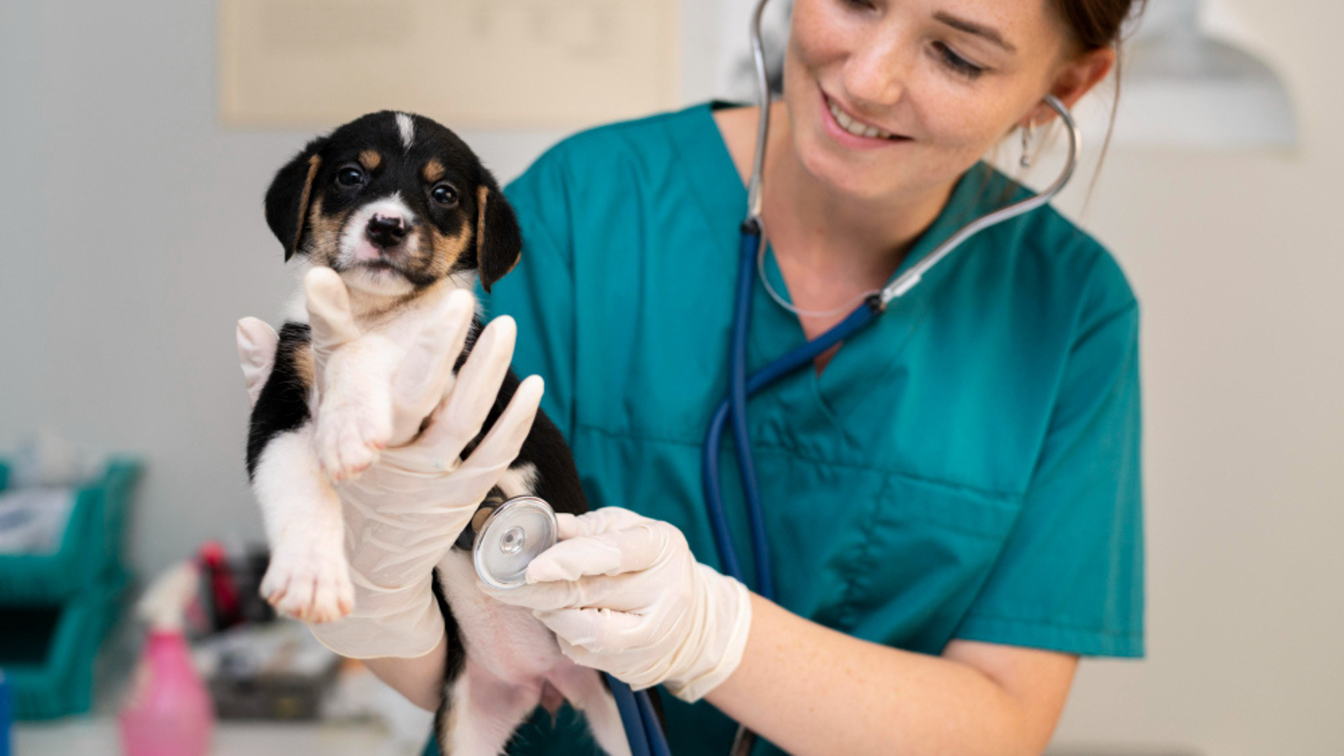 Tryon, NC 28782 Veterinary Services All Seasons Veterinary Hospital