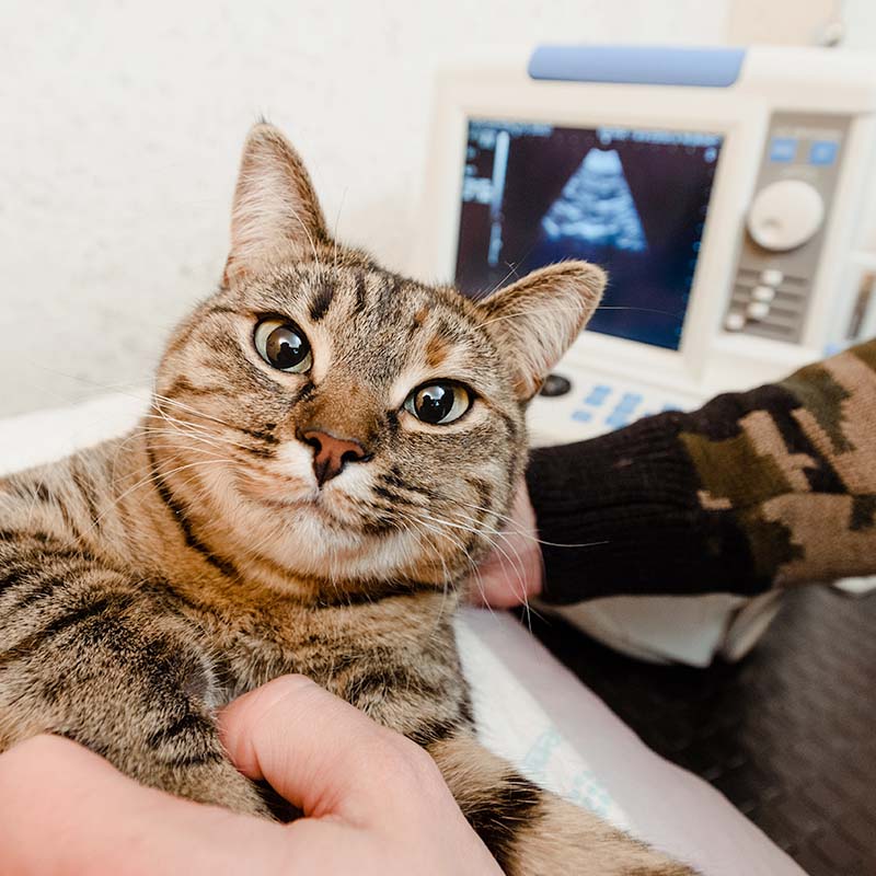 veterinarian-doing-ultrasound