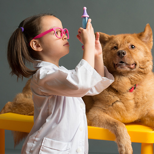 a dog being examined by a veterinarian